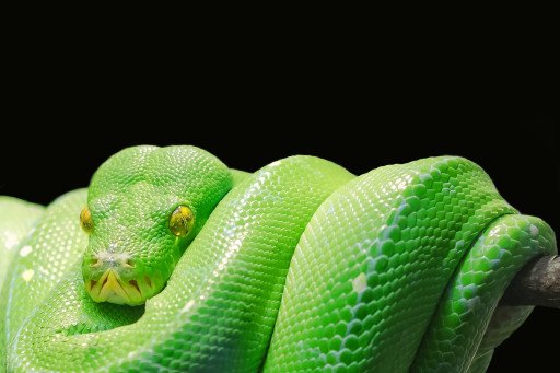 Mastering Python with Google's Course